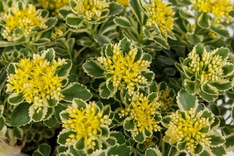 ZYEEN分享|2019英國(guó)切爾西花展花園大獎(jiǎng)已評(píng)出，看看今年的園子有什么不一樣(圖9)