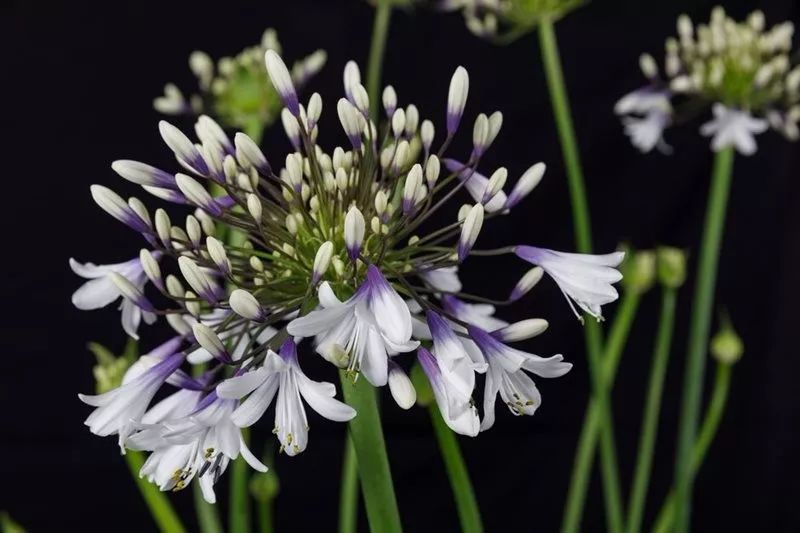 ZYEEN分享|2019英國(guó)切爾西花展花園大獎(jiǎng)已評(píng)出，看看今年的園子有什么不一樣(圖8)